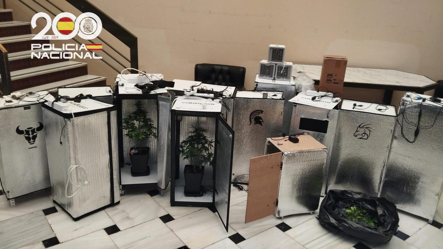 Plantas de marihuana escondidas en pequeños armarios portátiles.