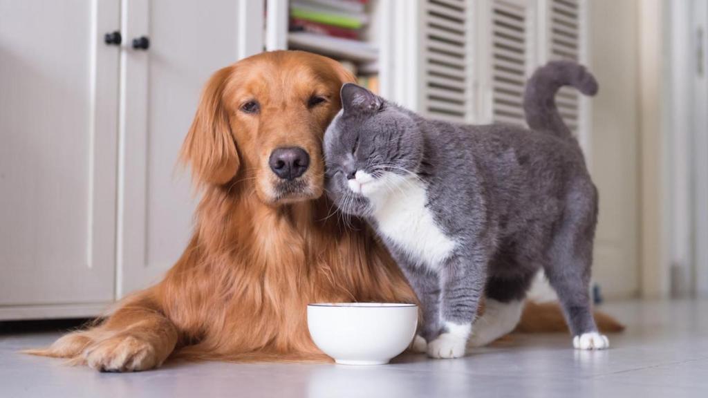 Un perro y un gato comiendo.