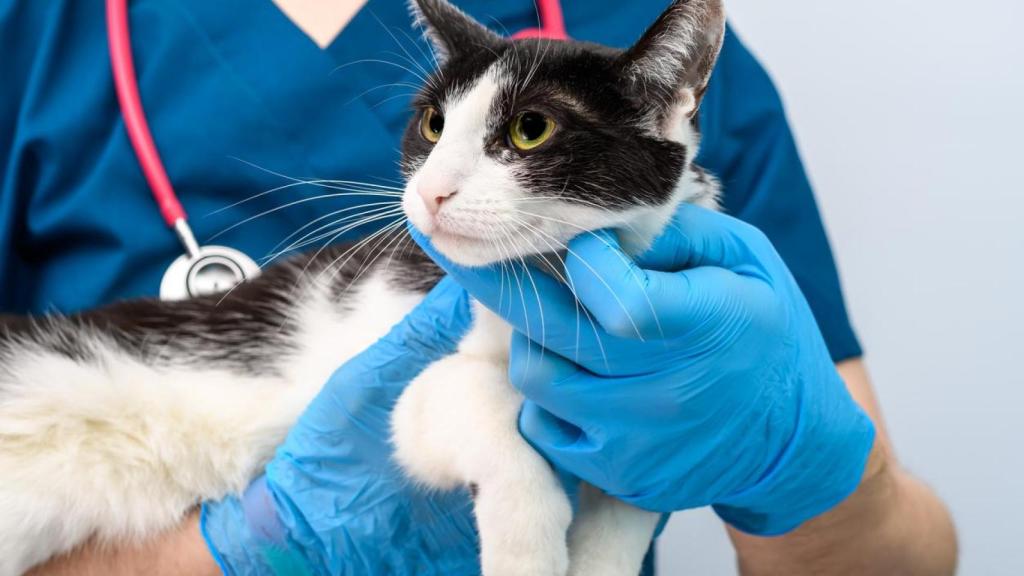 Un veterinario con un gato.