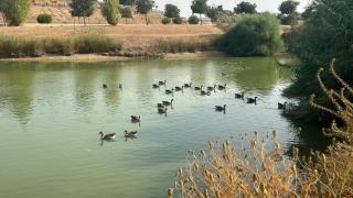 Cierran el Parque del Tamarguillo en Sevilla por la aparición de 20 aves muertas en dos días
