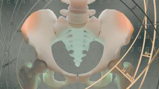 Revelan el momento clave que separó al hombre del mono: los dos cambios en la pelvis que nos permiten caminar erguidos