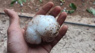 Bolas de granizo de cinco centímetros destrozan viñas, ciruelos y almendros en varios pueblos de Zaragoza