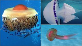 Las medusas deciden quedarse este verano en Málaga: estas son las más vistas en las playas de la Costa del Sol