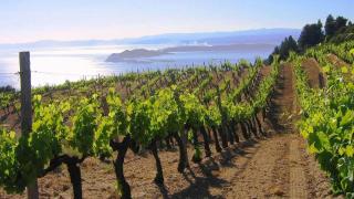 Adiós a los clásicos: cinco regiones de vino desconocidas que están volviendo a la vida