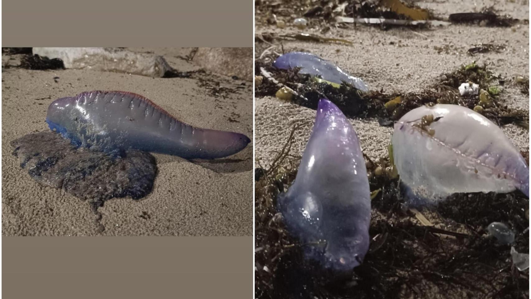 Imagen de las carabelas portuguesas encontradas en la playa de Matadero
