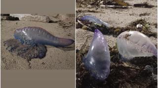 Siguen llegando carabelas portuguesas a A Coruña: localizan decenas en la playa de Matadero