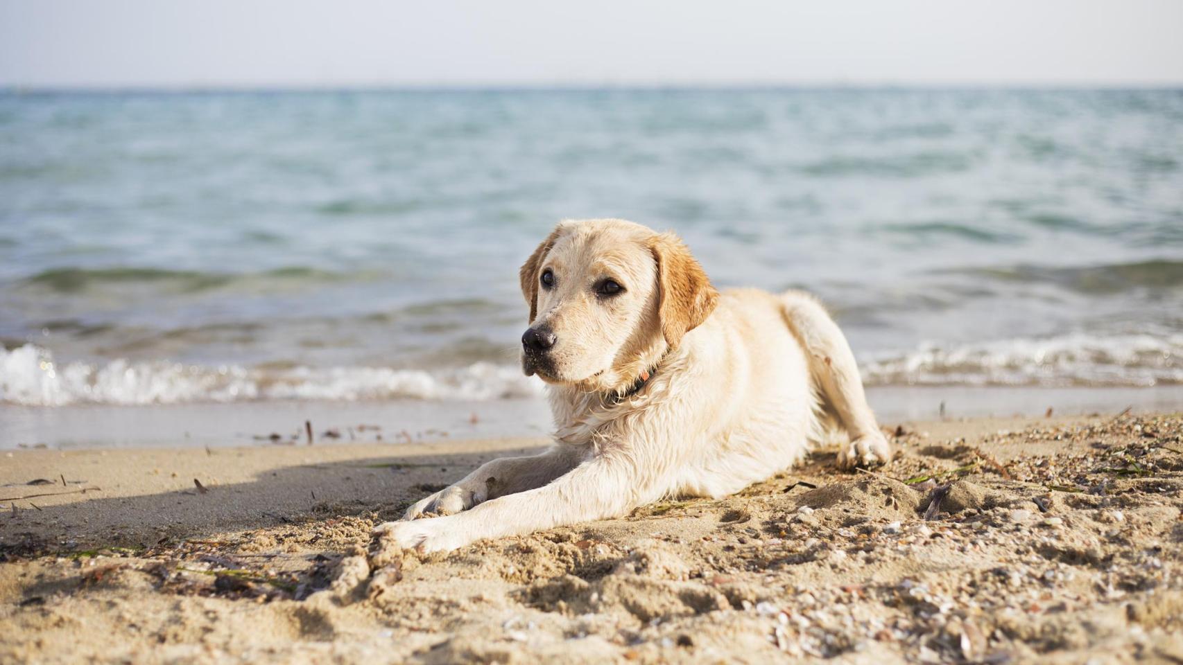 Un perro sentado en la playa.