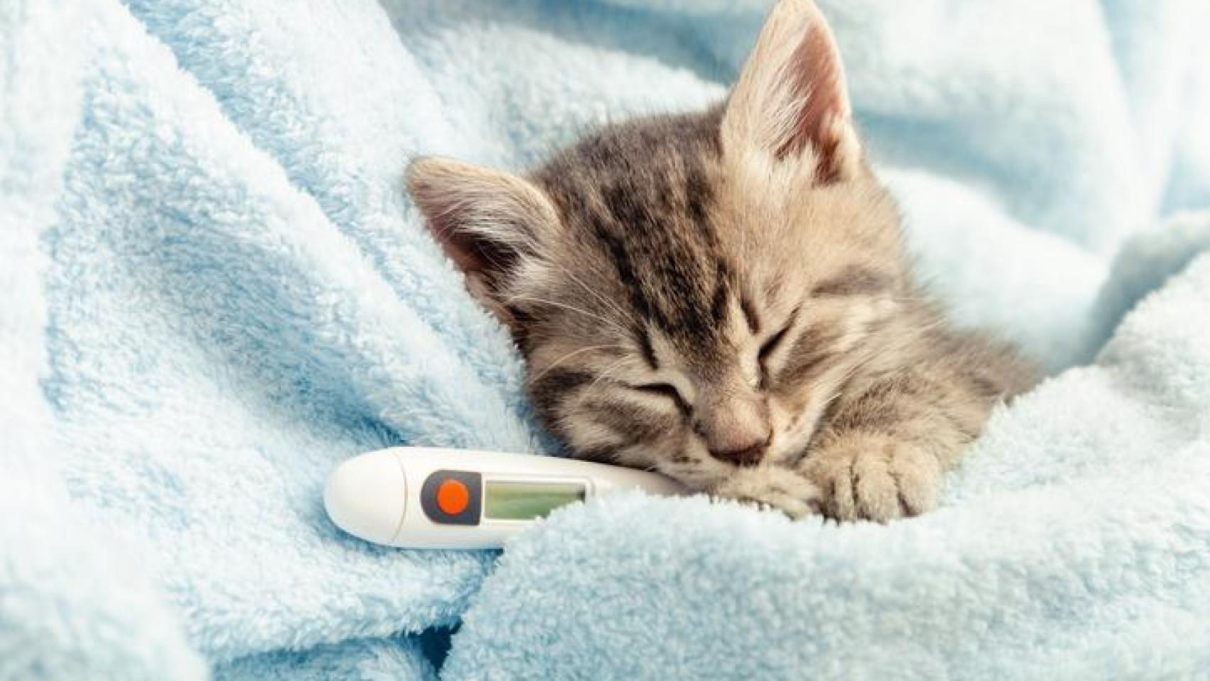 Un gatito con un termómetro al lado.