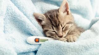 Un veterinario advierte sobre la gripe felina: "Si no se trata a tiempo deriva en neumonía y requiere hospitalización"