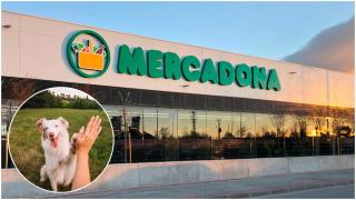 Mercadona vende el mejor snack dental para favorecer la higiene de tu perro: disponible por solo 1,75 euros