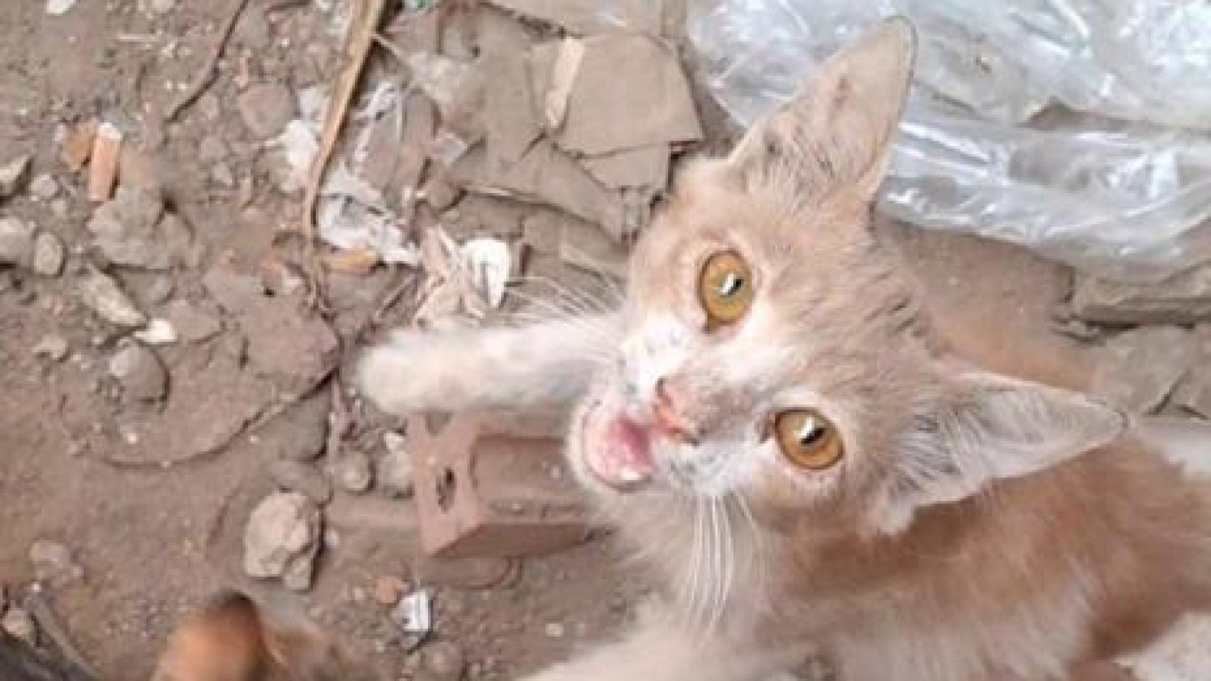 Un gato hambriento en las calle destruidas de la Franja de Gaza.