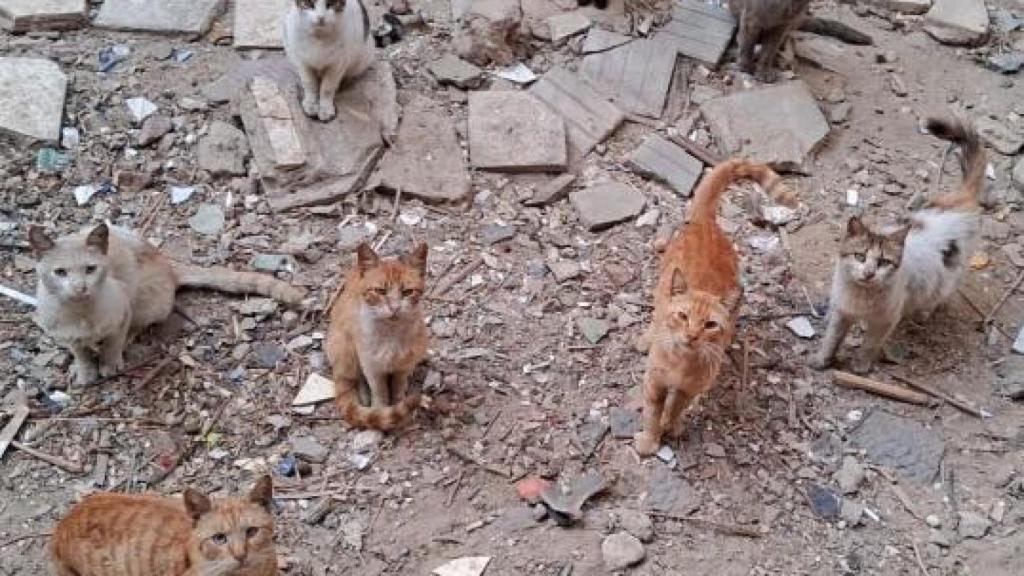 Gatos en la calle de Gaza, pidiendo comida.