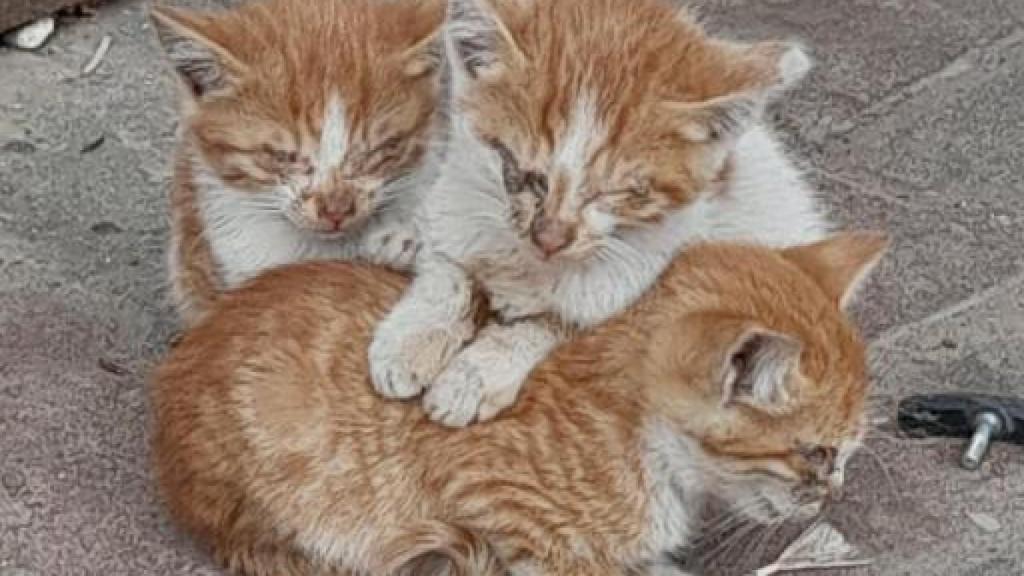 Tres gatitos abrazados, ciegos por las calle de Gaza.