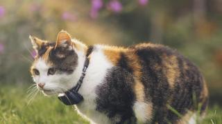 Un GPS para tu mascota: la solución infalible para evitar que se pierda y lo mejor de todo, por solo 49 euros