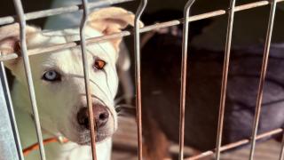 Asoka, 25 años buscando un hogar a perros y gatos abandonados en Alicante: "Se puede ayudar con 1 € al mes"