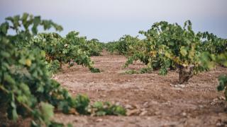 El vino de La Mancha que fermenta en una tinaja de barro durante 14 meses: edición limitada de 4.000 botellas