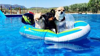 Trust Resort Canino. Se trata de un centro de ocio perruno más grande de España: "Sin duda, la joya de la corona es el Aquacan"
