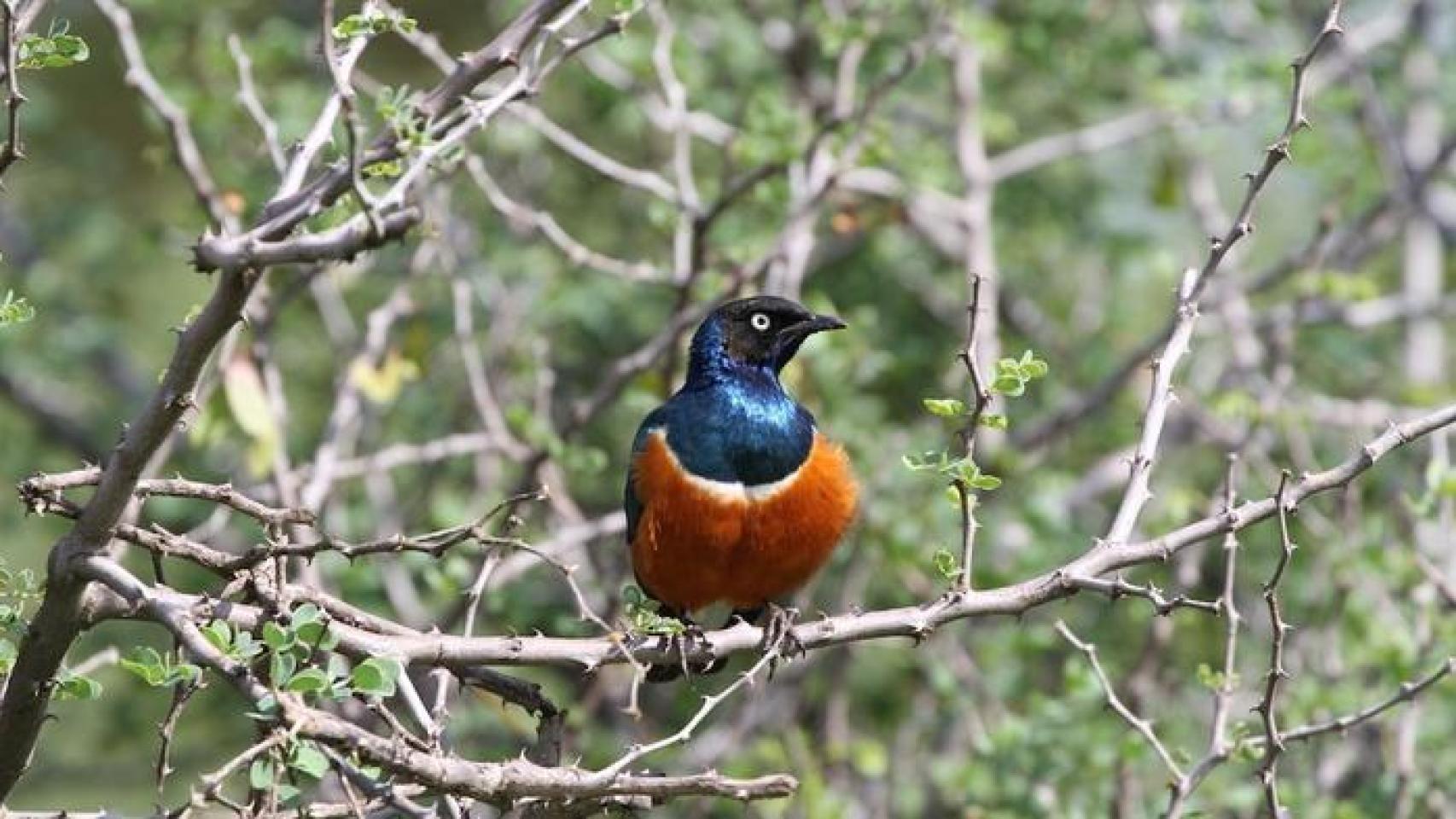 Un estornino soberbio.