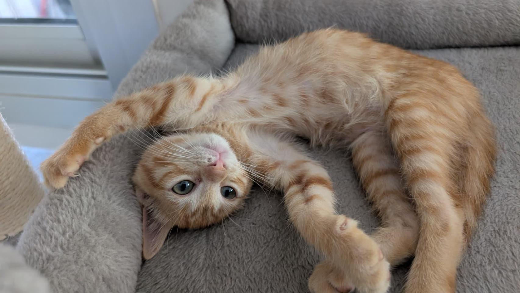 Un gato estirándose.