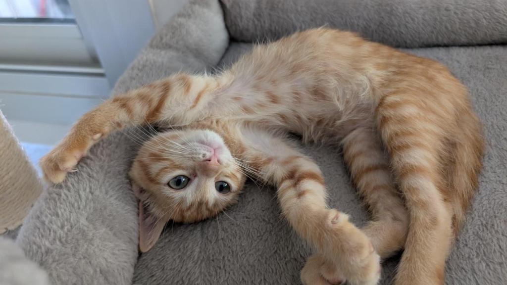 Un gato estirándose.