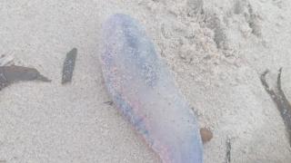 Carabelas amarillas en playas de Sanxenxo (Pontevedra): izan la bandera amarilla por precaución