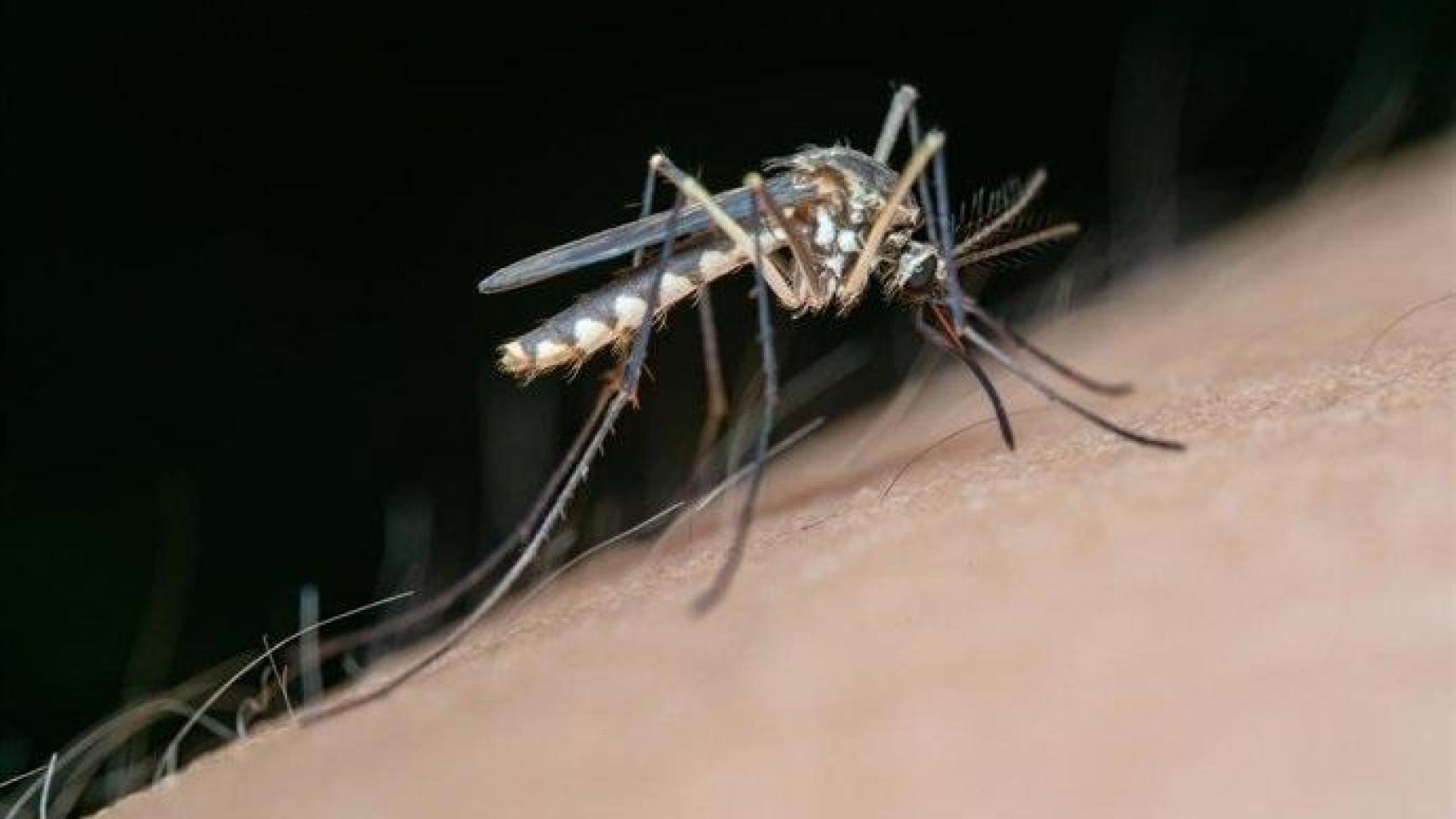 Uno de los mosquitos transmisores del Virus del Nilo.