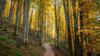 La adaptación de los bosques se queda "rezagada" ante el avance del cambio climático: acumula entre uno y dos siglos de retraso