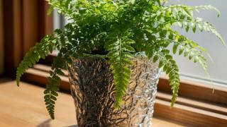 Es muy sencillo: el truco con papel de aluminio que consigue revivir y hacer crecer tus plantas
