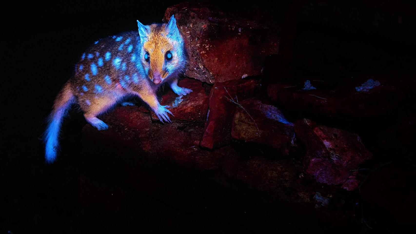 El quoll oriental capturado en condición de bioluminiscencia por el fotógrafo Ben Alldridge.