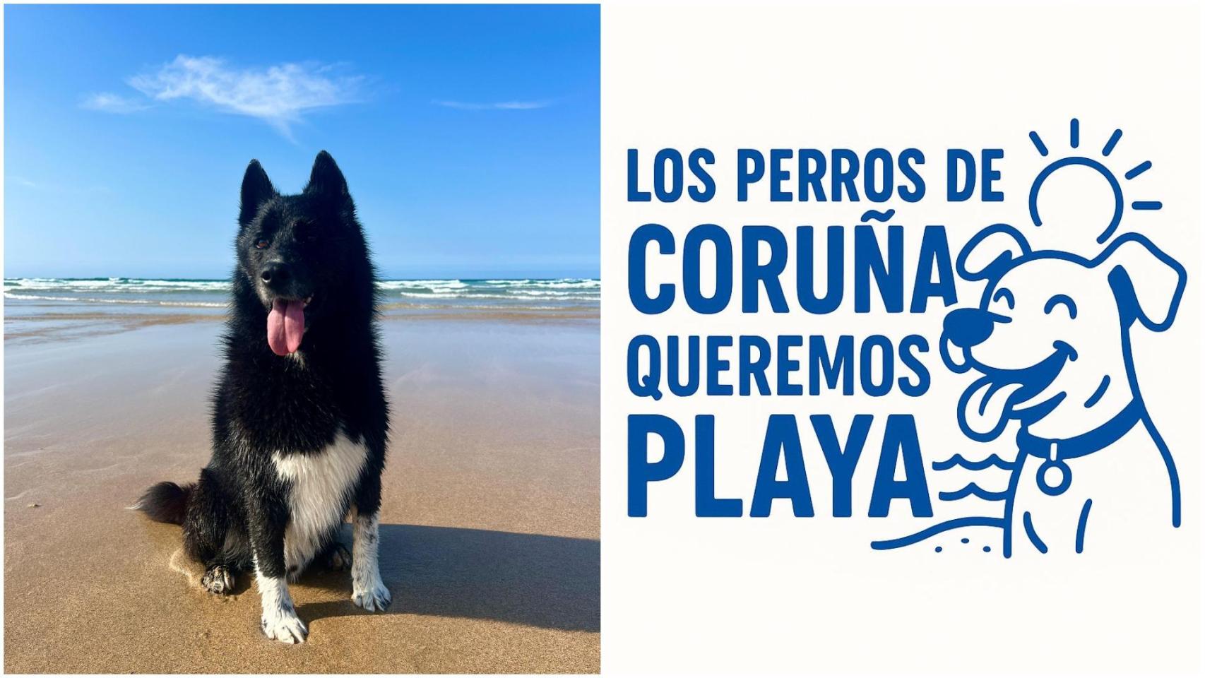 Imagen de unos perros de la campaña.