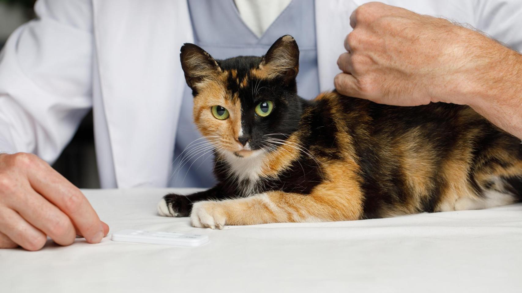 Un gato sentado con un veterinario.