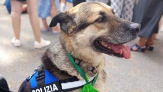 Rex, el perro con discapacidad adoptado por la policía de Roma: "Con su capacidad de amar, nos ha transformado"