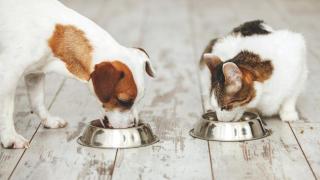 Una nutricionista animal revela el mejor remedio para limpiar y nutrir el organismo de perros y gatos: "Es esencial para su salud"