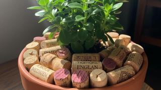 No los tires: el remedio casero conocido como 'oro marrón' para revivir tus plantas y hacer que crezcan