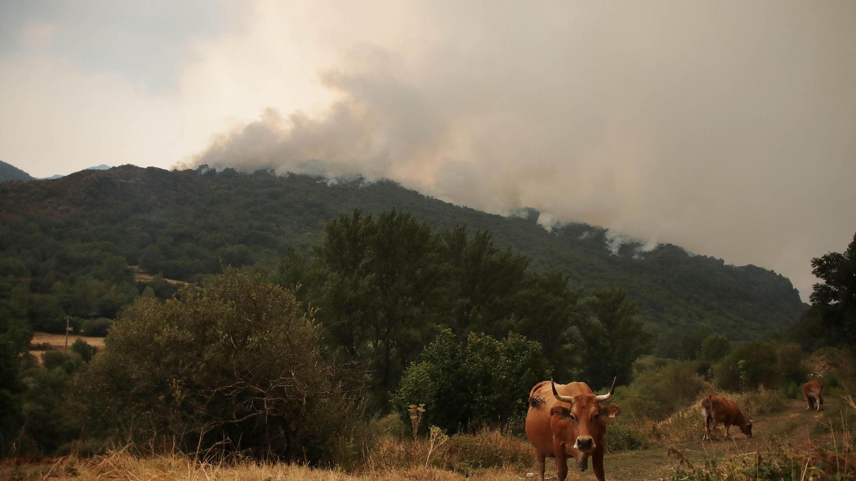 Imagen de una ganadería en una zona cercana a uno de los incendios de la provincia de León este verano