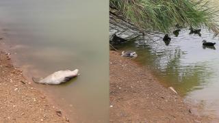 Brote de gripe aviar en Sevilla, un caso único que obliga a replantear la gestión de los animales en los parques