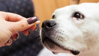 La revolucionaria pastilla antiedad que ya están probando en perros: podría alargarles la vida hasta 3 años