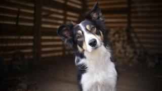 Una educadora canina revela el error que cometes al llamar a tu perro: "Si usas demasiado su nombre, dejará de responder"