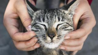 ¿Por qué tu gato te muerde al acariciarlo? Un adiestrador lo aclara: "Ignorar sus señales solo empeora la reacción"