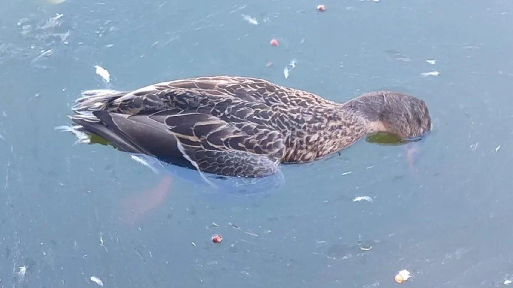 Un ejemplar fallecido.