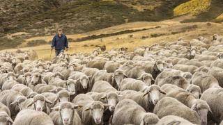El avance del virus que está matando a los corderos cocina la primera gran subida de precios de la Navidad