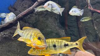 El Acuario se reivindica tras 16 años como puntal de la Expo de Zaragoza: de su necesaria puesta a punto a su soñada ampliación