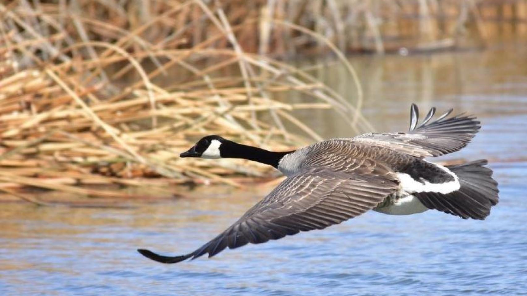 Imagen de archivo de un ganso en pleno vuelo.