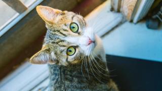 Descubre el nuevo método de la Universidad de California para cortar las uñas a tu gato: la técnica que fortalece el vínculo