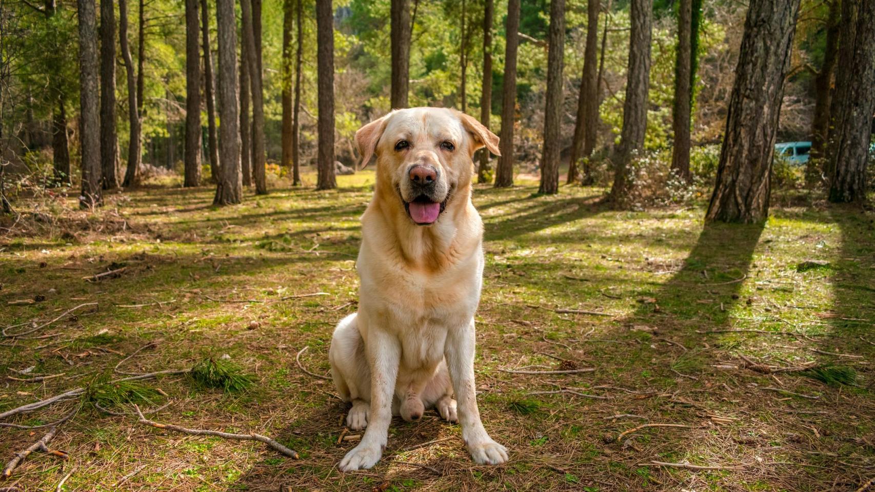 Un perro en un bosque.