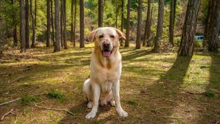Los tamarros de Andorra, un museo y una ruta circular: los mejores planes para hacer con tu perro este fin de semana
