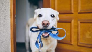 Un educador canino revela cómo lograr un paseo tranquilo con tu perro: "No depende de acumular kilómetros"