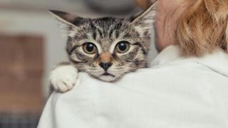 Tres claves de una etóloga felina para preparar a tu gato antes de ir al veterinario: "Con mis consejos, se reduce la ansiedad"