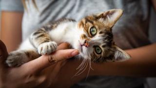 Rescató una gatita recién nacida de la cocina de un hostal: "Tenía un ojo cerrado y, si no actuaba rápido, no sobreviviría"