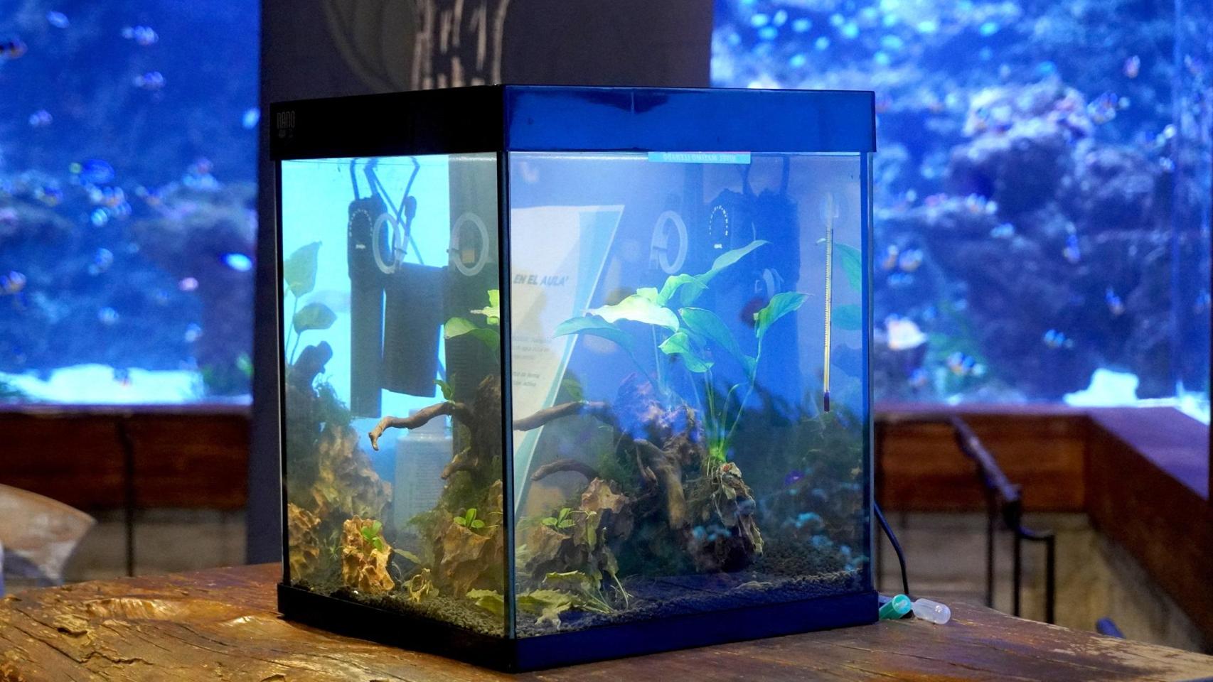 Uno de los acuarios que se instalarán en los colegios de Fuengirola.